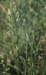 Bromus hordeaceus