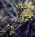 Bupleurum fruticescens fruticescens