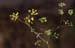 Bupleurum rigidum(2)