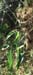 Bupleurum rigidum
