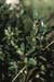 Buxus sempervirens(2)