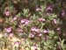 Calamintha nepeta