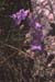 Campanula hispanica(2)