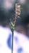 Carex halleriana(2)