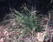 Carex halleriana
