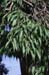 Celtis australis