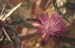 Centaurea calcitrapa