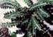 Ceterach officinarum 