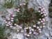 Chaenorhinum origanifolium  crassifolium(2)