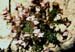 Chaenorhinum origanifolium crassifolium(3)