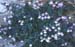 Chaenorhinum origanifolium crassifolium
