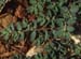 Chamaecyse prostrata(2)