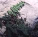 Cheilanthes acrostica 