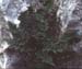 Cheilanthes acrostica(2)