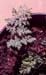 Cheilanthes acrostica(3)