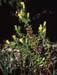 Chiliadenus glutinosus