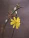 Chondrilla juncea
