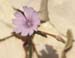 Cichorium intybus(2)