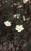 Cistus clusii