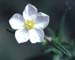 Cistus monspeliensis