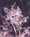 Clematis flammula(2)