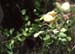 Colutea arborescens(2)