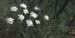 Conopodium ramosum  