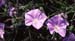 Convolvulus valentinus(2)