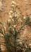 Conyza bonariensis(2)