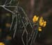 Coronilla juncea