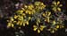 Coronilla minima lotoides