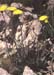 Crepis albida scorzoneroides