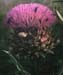 Cynara scolymus