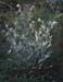 Cynoglossum cheirifolium