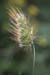 Cynosurus echinatus