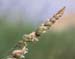 Dactylis hispanica
