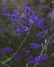 Delphinium gracile