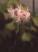 Dianthus broteri valentinus(2)