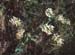 Dorycnium hirsutum