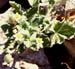 Ecballium elaterium