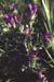Echium creticum  coincyanum