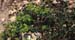Euphorbia flavicoma(2)