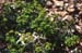 Euphorbia flavicoma(3)