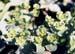Euphorbia helioscopia(2)