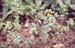 Euphorbia peplus