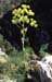 Ferula communis