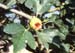 Ficus carica