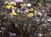 Fumana thymifolia