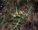 Galactites duriaei(2)