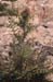 Galactites duriaei